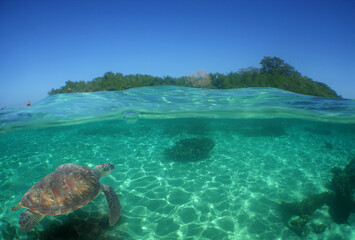 sea turtle swimming in the crystal clear waters