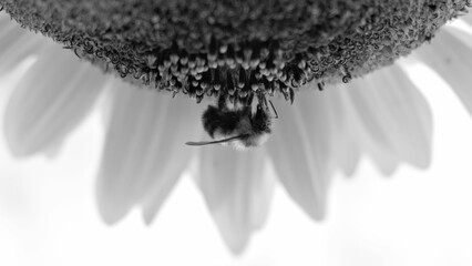 Grayscale shot of a bee standing upside down on a flower collecting nectar