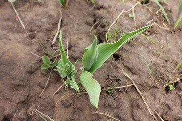 Nature, flowers, plants, summer