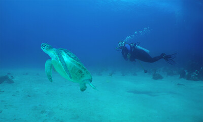 a diver and a sea turtle on a reef in the caribbean sea