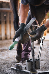 The farrier prepares the hoof for shoeing in the stable. He rasps off the excess hoof wall, and...