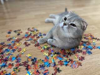 Nice scottish cat on the floor and puzzle pieces details 