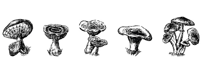 Mushrooms edible, russula, honey mushrooms, milk mushrooms, raw food, sketch, hand drawn vector illustration, isolated on white - obrazy, fototapety, plakaty