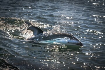 Closeup shot of a swimming dolphin