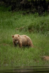 Vertical shot of a light brown bear in a green field