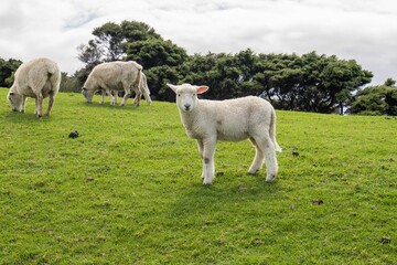 Obraz premium Closeup of Romney sheep grazing on a green meadow, cloudy gloomy sky background
