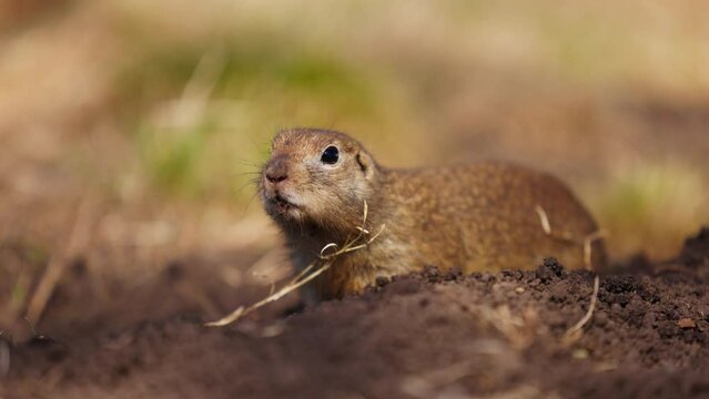 Gopher digs a hole for himself, little ground squirrel or little suslik, Spermophilus pygmaeus is a species of rodent in the family Sciuridae. Suslik next to the hole in wildlife. Slow motion video