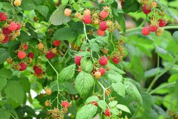 Fresh red raspberries on a branch in the garden. Red raspberries closeup