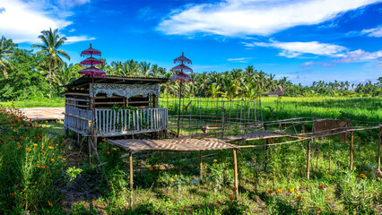 Beautiful rice fields on the outskirts of Ubud, Bali island in Indonesia, rural landscape.