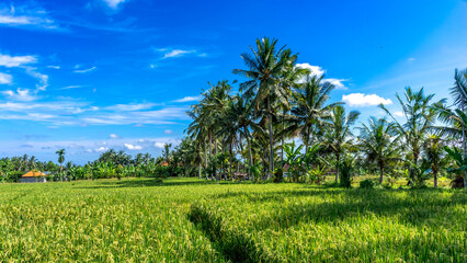 Beautiful rice fields on the outskirts of Ubud, Bali island in Indonesia, rural landscape.