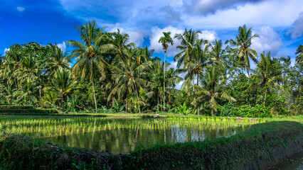 Fototapeta na wymiar Beautiful rice fields on the outskirts of Ubud, Bali island in Indonesia, rural landscape.