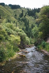 Small river flowing through a lush green forest landscape with trees and shrubs