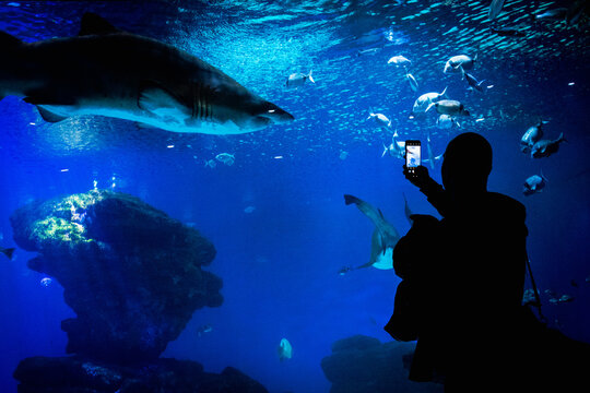 Silhouetted Photographer: Capturing Shark in Aquarium