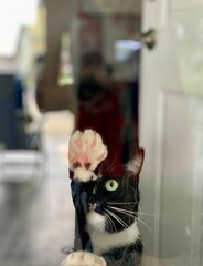 Closeup of a cat in front of a glass door
