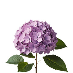 Hydrangea element in PNG format with transparent background