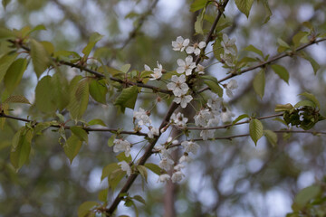 Spring Cherry Blossoms on Tree Branch in Bloom