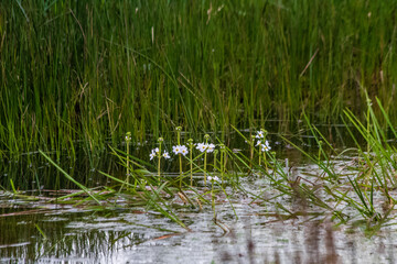 White Wildflowers Blooming in a Vibrant Green Meadow