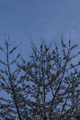 Blossoming White Flowers Against Twilight Sky
