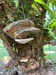 Cogumelos no tronco de uma arvore