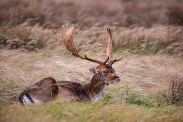 Beautiful deer with big horns walk in the forest, park. Deer eat grass. Beautiful foggy morning. Deer graze on the lawn. National Park with animals, deer.