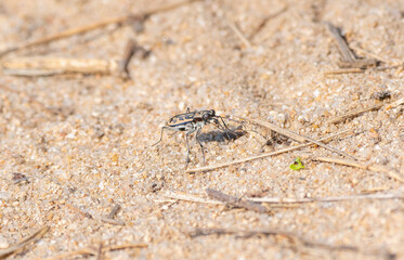 A rare Lophyra fasciculicornis tiger beetle is seen traversing its sandy environment in South Africa.