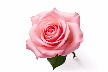 A single pink rose with a soft focus, isolated on a white background, symbolizing love and elegance. Single Pink Rose Isolated on White