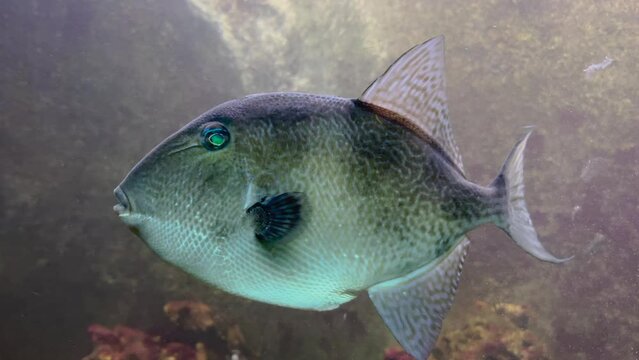 Grey triggerfish (Balistes capriscus) in aquarium