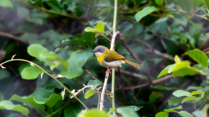 A yellow-breasted apalis, Apalis flavida, perched delicately on a branch in a tree, with a lush South African forest background.