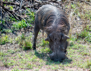 Naklejka na ściany i meble A Southern Warthog, Phacochoerus africanus ssp. sundevallii, is feeding on grass in a field in South Africa.