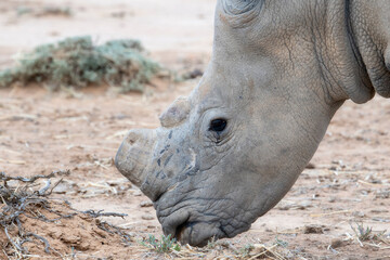 A close-up view of a dehorned Southern White Rhinoceros, Ceratotherium simum ssp. simum, in South...