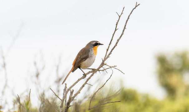 A Southern Cape Robin Chat, Cossypha caffra ssp. caffra, perched on the uppermost part of a tree branch in South Africa