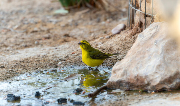 A Yellow Canary, Crithagra flaviventris, standing in a puddle of water in South Africa.