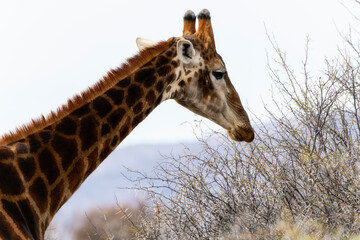 A southern African giraffe stands tall next to a tree in a vast open field in South Africa.