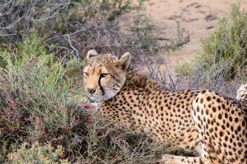 A Southern African Cheetah, Acinonyx jubatus ssp. jubatus, is lying in the brush in South Africa, eating its prey.