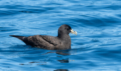A White-chinned Petrel Procellaria aequinoctialis, is seen floating effortlessly on top of a body of water. In South Africa.