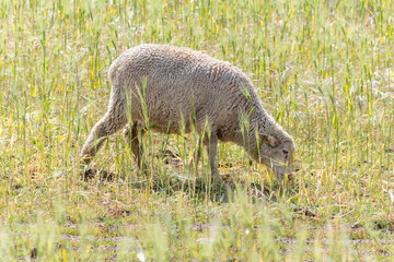 A sheep is seen grazing in a field of tall grass in South Africa.