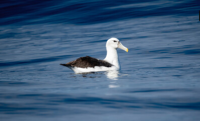A white capped albatross, Thalassarche cauta, gracefully floats on top of the tranquil waters in South Africa.