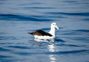 A White-capped Albatross, Thalassarche cauta, peacefully floating on the surface of a body of water in South Africa