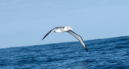 A White-capped Albatross, Thalassarche cauta, gracefully flies over the shimmering body of water in South Africa. - Powered by Adobe