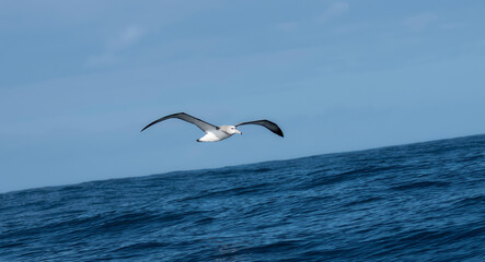 A White-capped Albatross, Thalassarche cautais, flying gracefully over a vast body of water in South Africa.