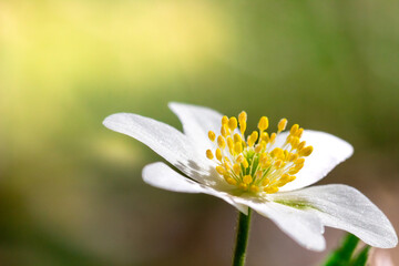 Isolated white flower in forest .beautiful bright blurry forest meadow with white flowers and...