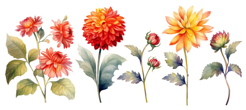 set of red and yellow dahlias. watercolor drawing with garden flowers in autumn colors.