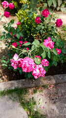 Flower bed gardening, A Indian Variegated ornamental willow tree along with bright pink mandevilla, red roses, red geraniums, red hibiscus, purple petunias are backdrop for this tranquil patio view in