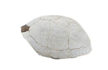Florida box turtle - Terrapene carolina bauri - sun bleached carapace with small patch of outer skin showing pattern design, found in the woods isolated on white background Side view