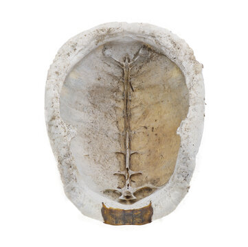 Florida box turtle - Terrapene carolina bauri - sun bleached carapace with small patch of skin showing pattern design, found in the woods isolated on white background under inside upper shell view