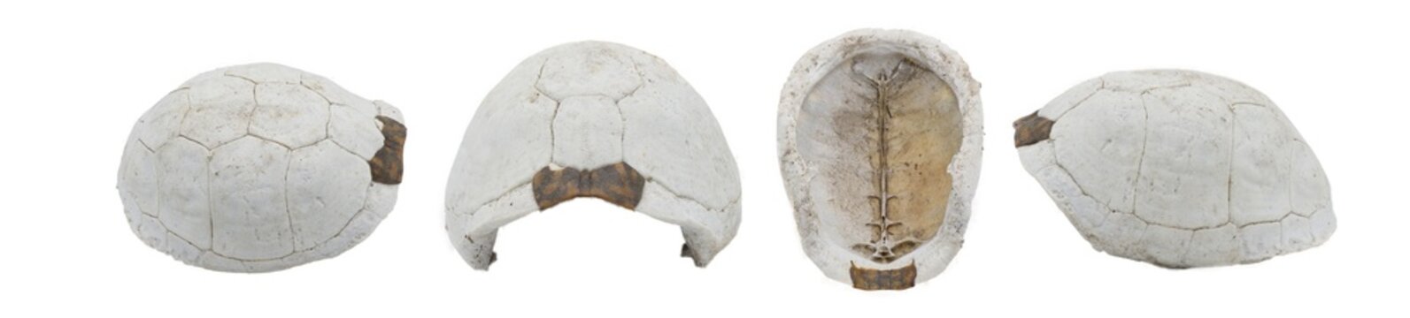 Florida box turtle - Terrapene carolina bauri - sun bleached carapace with small patch of outer skin showing pattern design, found in the woods isolated on white four views