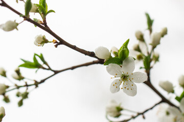 beautiful delicate cherry flowers, delicate pastel colors, wedding, celebrations, spring