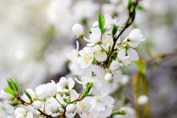 beautiful delicate cherry flowers, delicate pastel colors, wedding, celebrations, spring