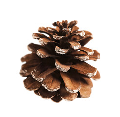 Pine cone with snow isolated on white background