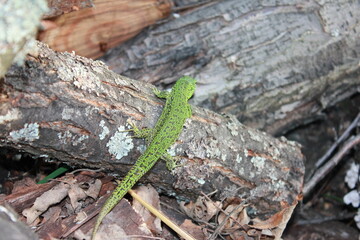 lizard on the tree